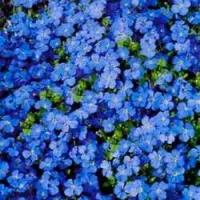 Купить Обриета Лазурный берег