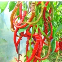 Kupte si semínka Pepper Piton