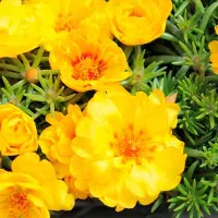 Купить Портулак махровый Солнечная страна золотой