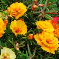 Купить Портулак махровый Солнечная страна золотой