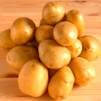 Купить Семенной Картофель Импала