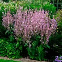 купить Шалфей мускатный Вкус грибов