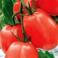 Купить семена Томат Бенито
