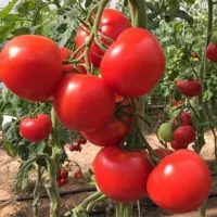 Купить семена Томат Огонь