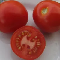 Купить семена Томат Таймыр