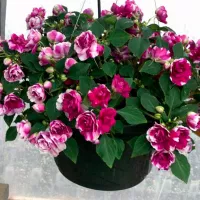 Купить семена Бальзамин Том Самб махровый фиолетовый