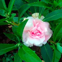 Купить Бальзамин Том Самб махровый розовый