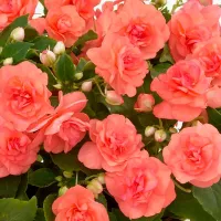 Купить семена Бальзамин Том Самб махровый салмон