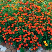 Купить семена Бархатцы низкорослые Джем красные тонколистные