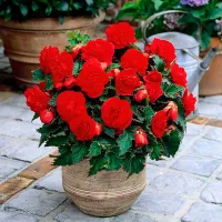 Купить семена Бегония клубневая махровая Камелия темно-красная