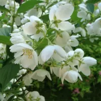 Купить Чубушник Венечный