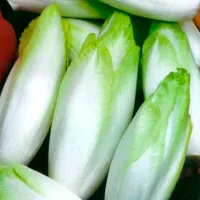 Купить Цикорий салатный Конус (витлуф)
