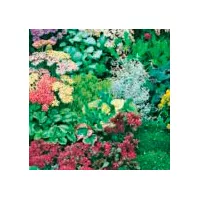 Купить Альпийская смесь Яркий блик