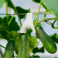 Купить Держатель для кистей вьющихся растений