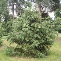 Купить семена Ель ликиангинская (Picea likiangensis)