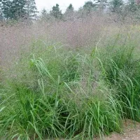 Купить Эрагростис изящный Искорки