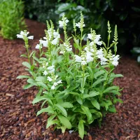 Купить Физостегия виргинская Белая Башня