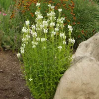 Купить Физостегия виргинская Белая Башня