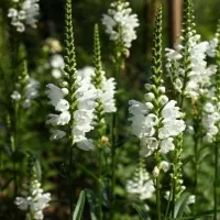 Купить Физостегия виргинская Белая Башня