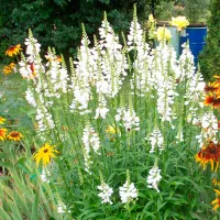 Купить семена Физостегия виргинская Белая Башня