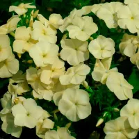 Купить Флокс махровый друммонда Очарование желтое низкорослый