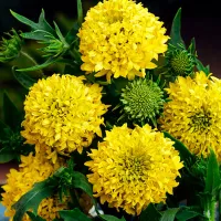 Купить Гайлардия красивая Лоллипап золотая