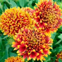 Купить Гайлардия красивая Лоллипап многолетняя