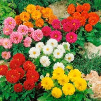 Купить Георгина карликовая Фигаро смесь