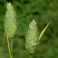 Купить семена Канареечник Канарский