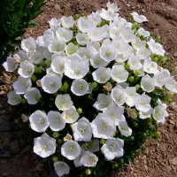 Купить Колокольчик Карпатский Белый