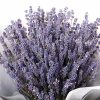 Купить Лаванда узколистная Аромат Прованса