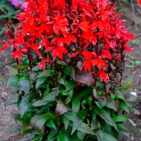 Купить Лобелия многолетняя Старшип бургунди