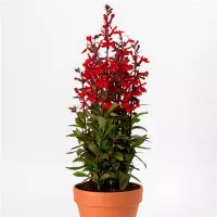 Купить Лобелия многолетняя Старшип бургунди