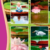 Купить Лотос Виктория Амазонская Гигантский