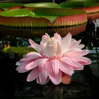 Купить Лотос Виктория Амазонская Гигантский