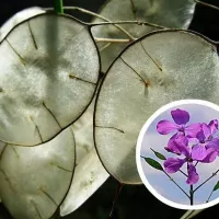 Купить семена Лунария Серебряные монеты