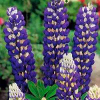 Купить Люпин Фауст многолистный