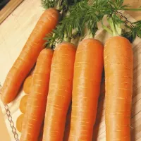 Купить семена Морковь Чукотский стиль F1