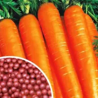 Купить семена Морковь НИИОХ 336 в гранулах