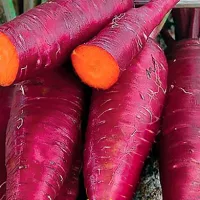 Купить семена Морковь Пурпл Сан