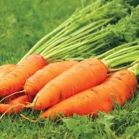 Купить семена Морковь Русский размер