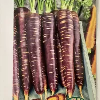 Купить семена Морковь Шоколадная палочка F1
