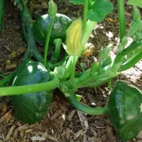 Купить Патиссон Шартрез F1 мини Вкуснятина