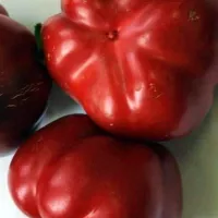 Koupit semena Sladká paprika Fon Baron červená