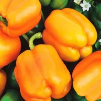 Купить семена Перец сладкий Оранжевая красавица F1