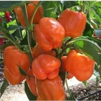 Купить семена Перец сладкий Оранжевый бочонок