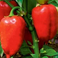 Купить семена Перец сладкий Жаворонок