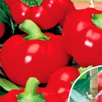 Купить Перец сладкий Спринтер сортотип ротунда