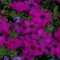 Купить семена Петуния Лимбо фиолетовая крупноцветковая