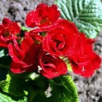 Koupit semena Primula Rosanna froté červená F1